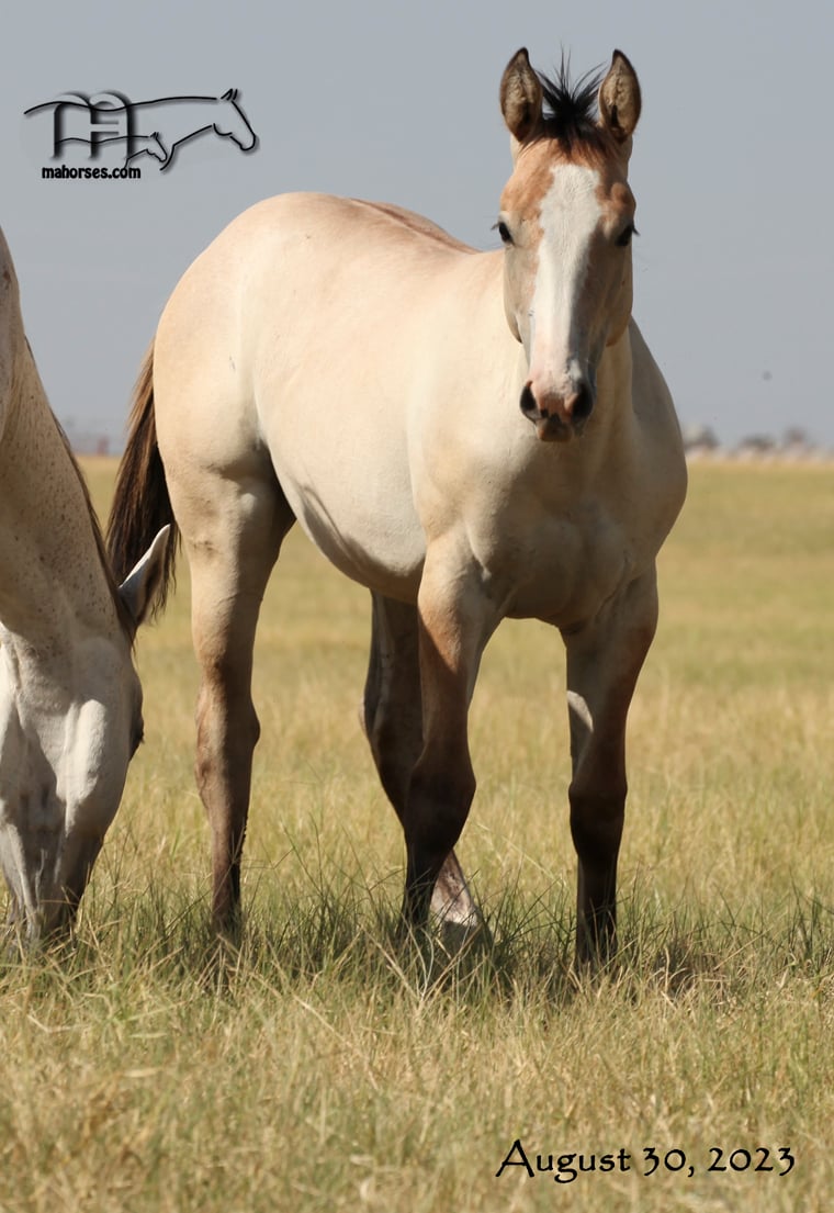 Smokin Sass MA's 2023 Dun Roan/Gray Filly