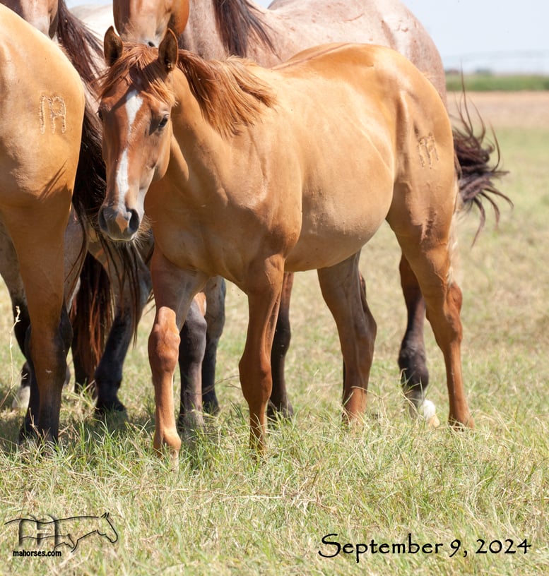 Twice As Drifty MA's 2023 Dun Colt