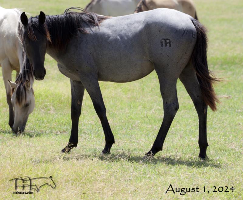 Trixie Leo Hancock's 2023 Blue Roan Filly