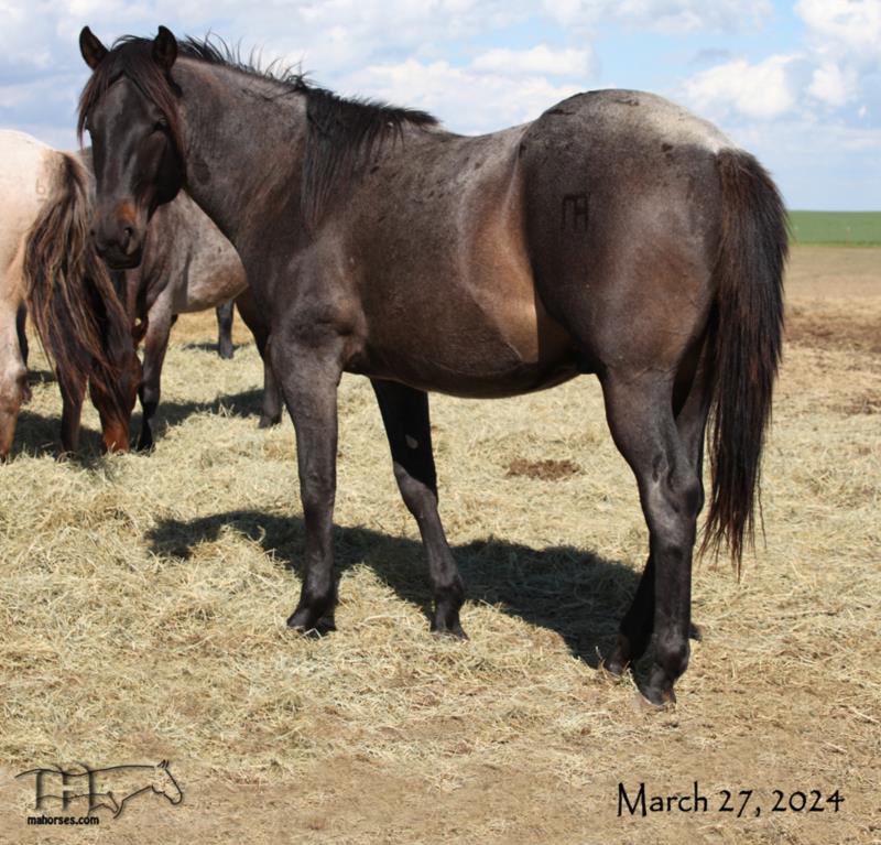 Trixie Leo Hancock's 2022 Roan Colt