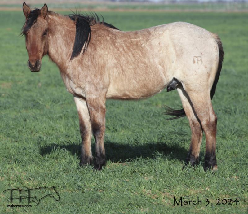 Twice As Drifty MA's 2022 Dun Roan Stallion