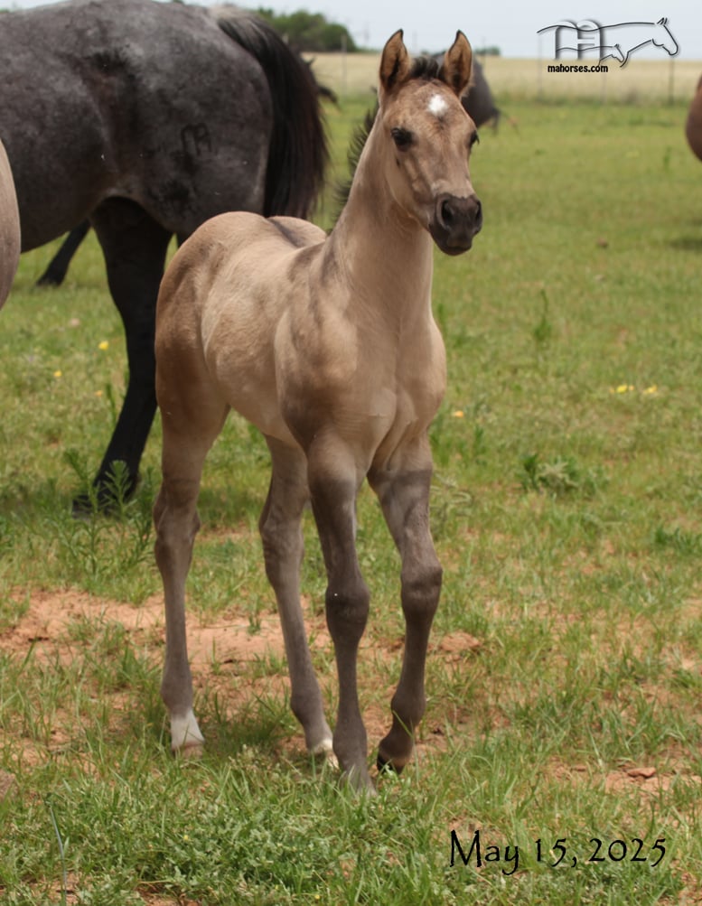 Unregistered Grulla's 2025 Grulla Filly