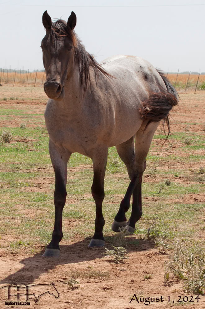 Whipp Hancock Jenny's 2022 Roan Filly