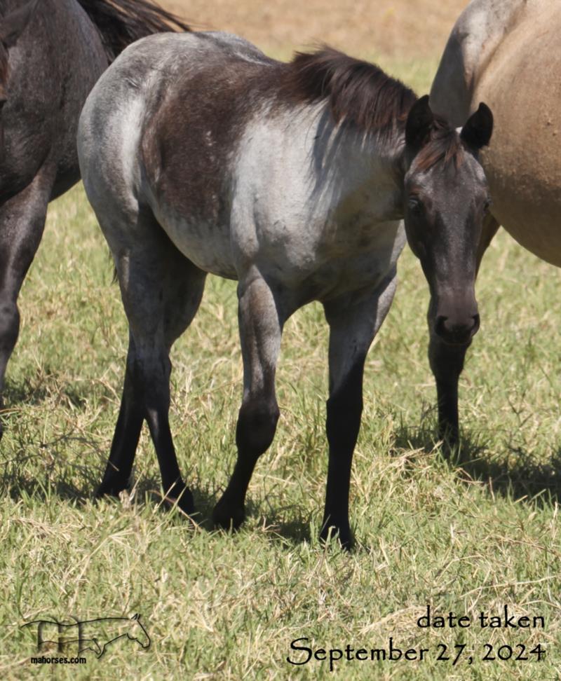 WYO Bones MA's 2024 Blue Roan Filly