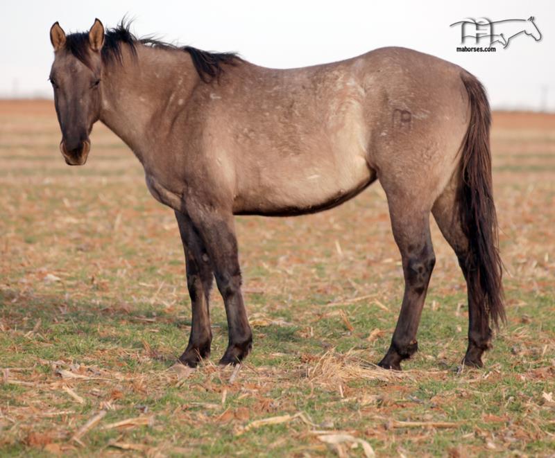 Zipping Driftwood MA's 2022 Grulla Roan Filly
