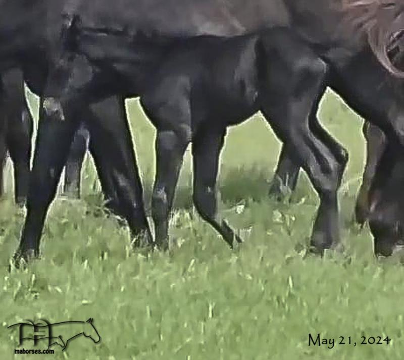 Blue Breeze's 2024 Black or Blue Roan Colt