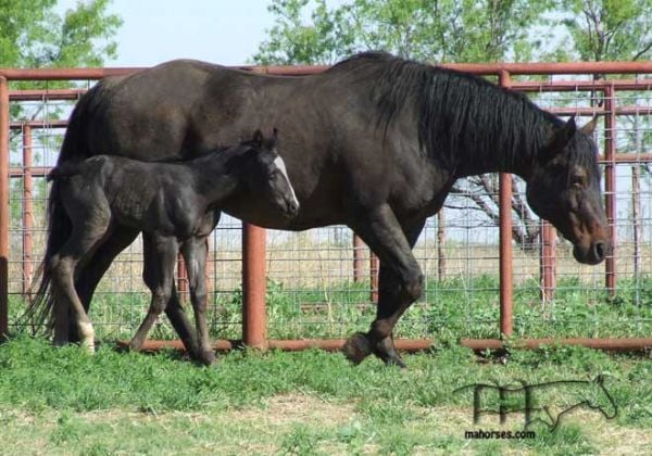 Bros Galloping Jody -RIP SWEET GIRL