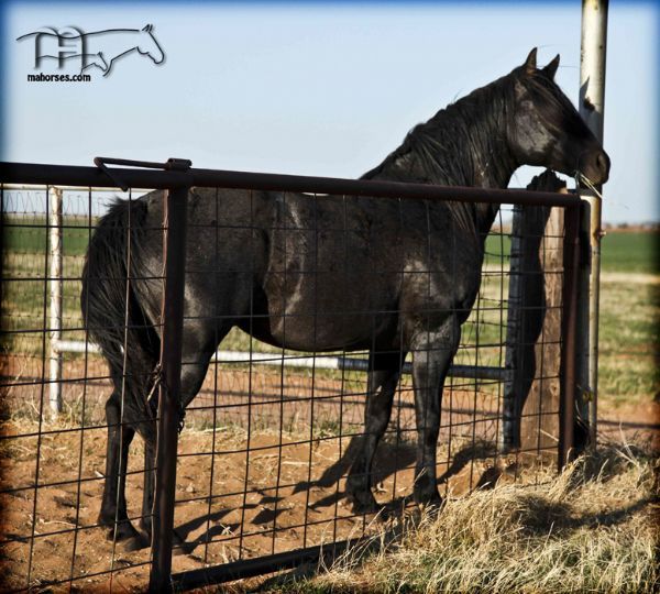 quarter horses for sale in kentucky
