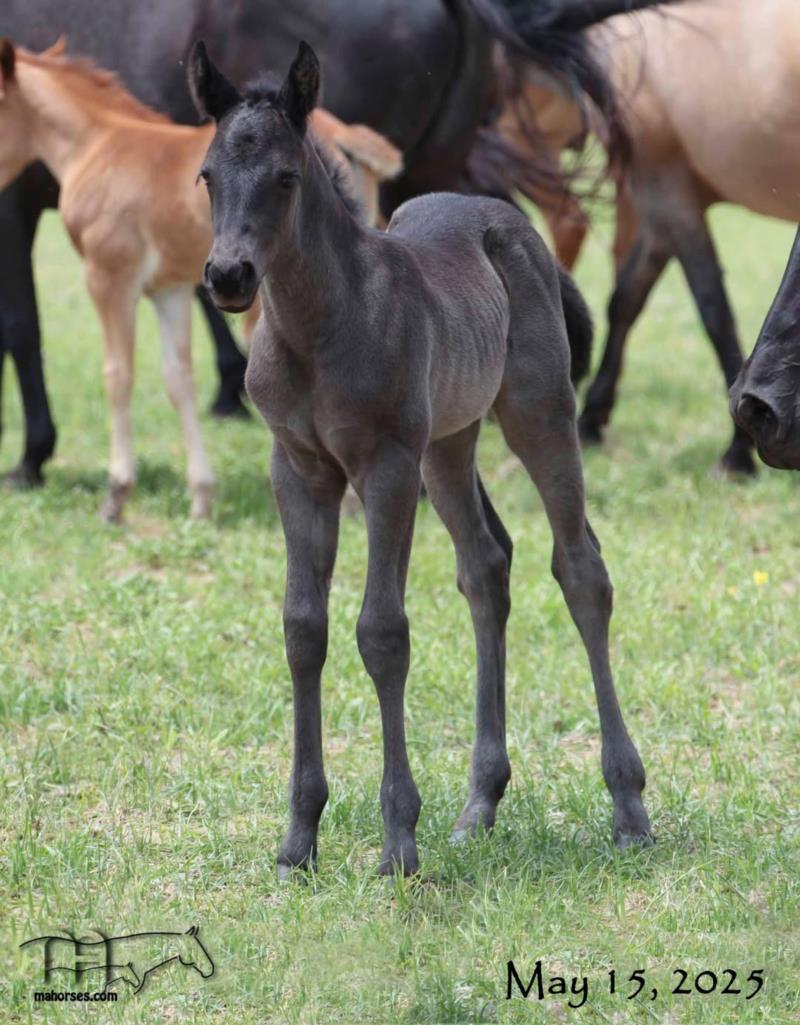 Crowheart Black Sox's 2025 filly