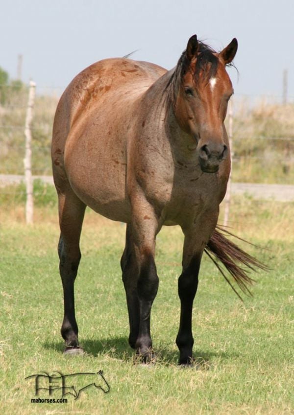 FQHR Lady Blackburn - RIP sweet Mama