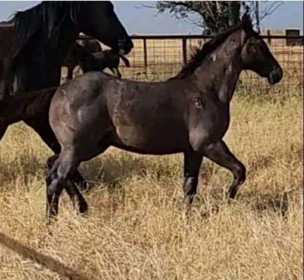 Drifting Dividend MA's 2023 Blue Roan Filly