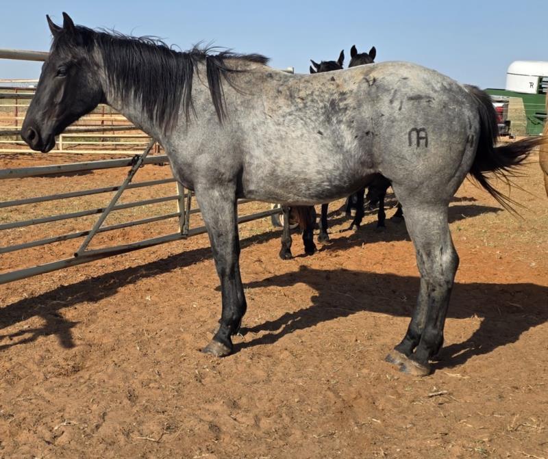 Wyo Mucha Blue's 2023 Roan Colt