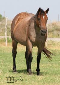 FQHR Lady Blackburn - RIP sweet Mama