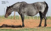 Hancocks Blue Bonnet -RIP mama