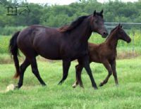 Miss Black -DECEASED RIP