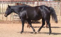 Maybelle - RIP sweet mama