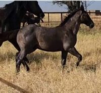 Drifting Dividend MA's 2023 Blue Roan Filly