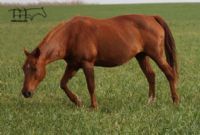 Sorrel Rosie-Deceased RIP
