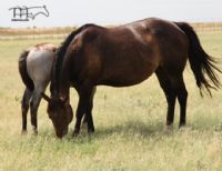 Wood Roan -RIP sweet Mama